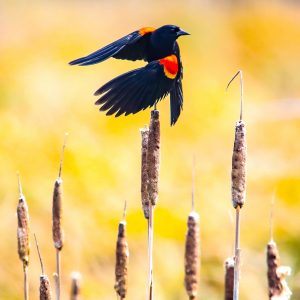 Red-Winged Blackbirds 8x10